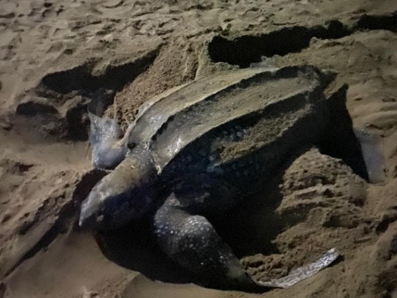 Arribo de tortuga marina rompe expectativas en Ixtapa-Zihuatanejo