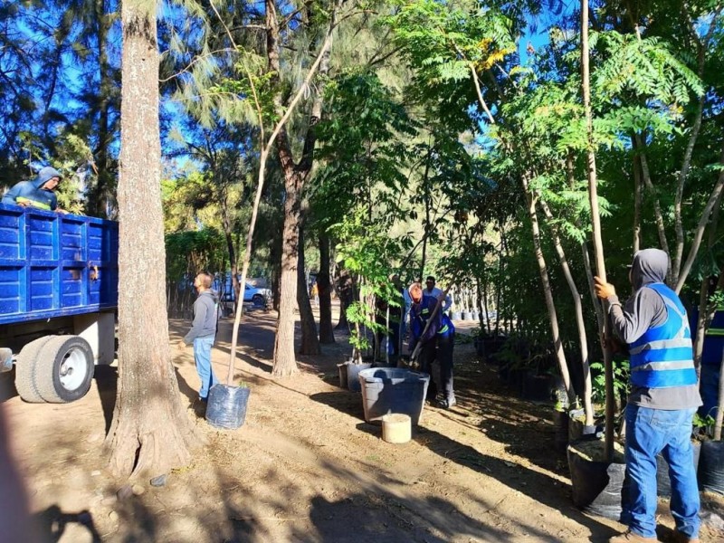 Asegura alcaldesa que esta semana se plantaran 500 árboles