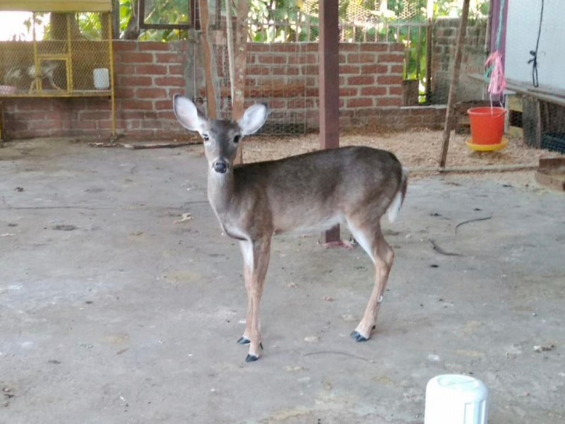 Asegura FGE venado en Villaflores