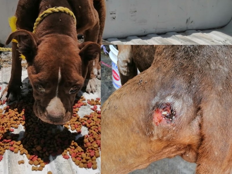 Asegura Fiscalía Nayarit perro maltratado en colonia Tierra y Libertad
