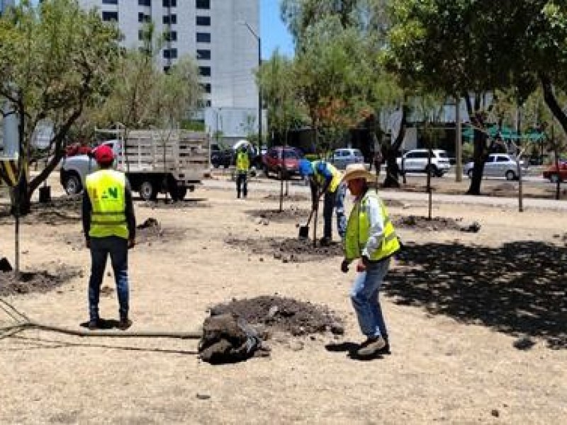 Asegura municipio de León reposición de arboles talados por obras