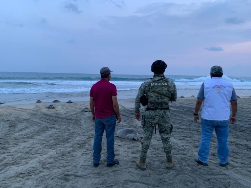 Asegura PROFEPA 5,730 huevos de tortuga golfina en el Santuario Playa Escobilla