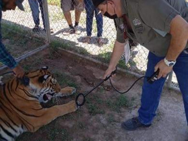 Asegura PROFEPA a tigre que recorría calles de Tecuala