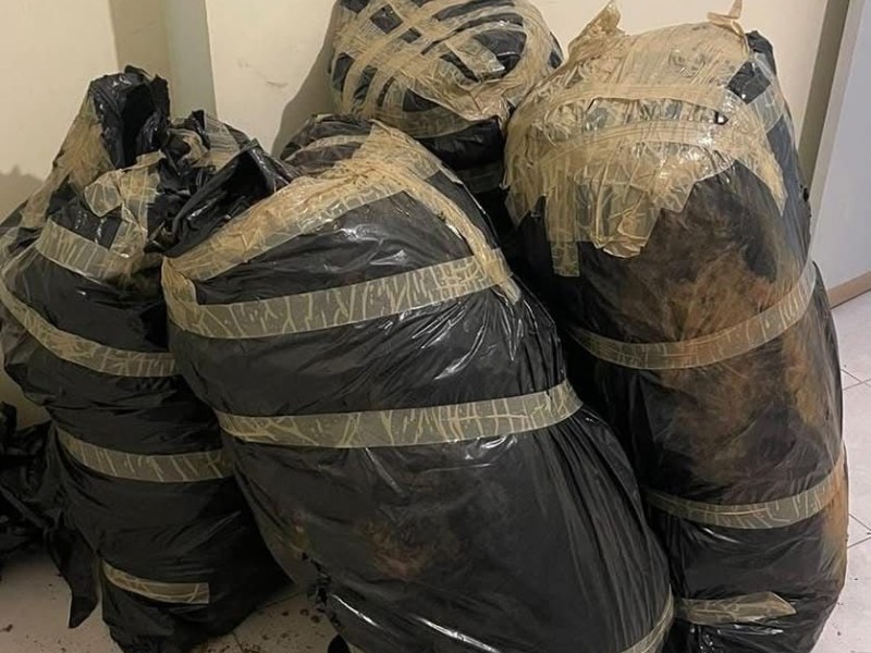 Aseguran 160 kilos de marihuana en Guadalupe
