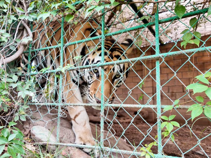 Aseguran 2 tigres de bengala y 2 caballos abandonados en un rancho,Culiacán