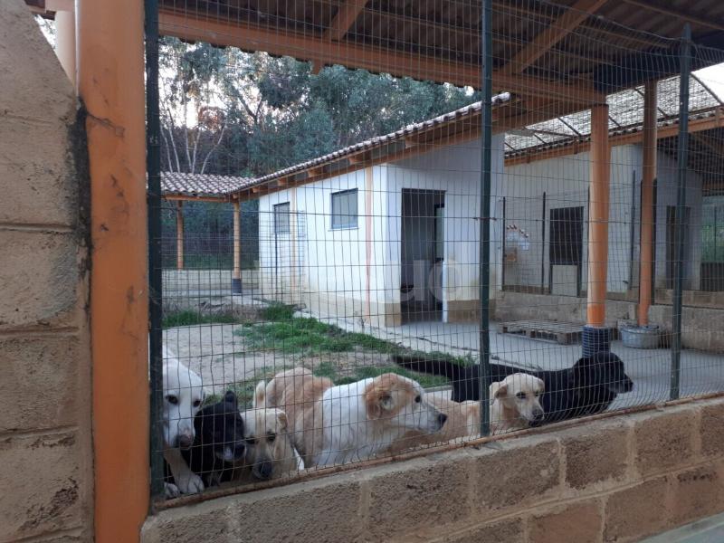 Aseguran 28 perros por irregularidades en pensión de Juriquilla