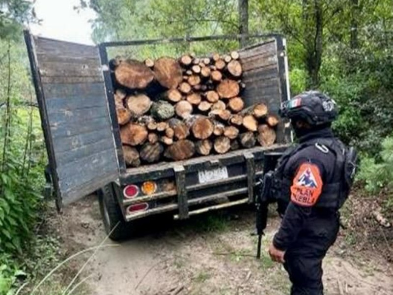 Aseguran 3 hornos clandestinos de madera en Operativo Forestal