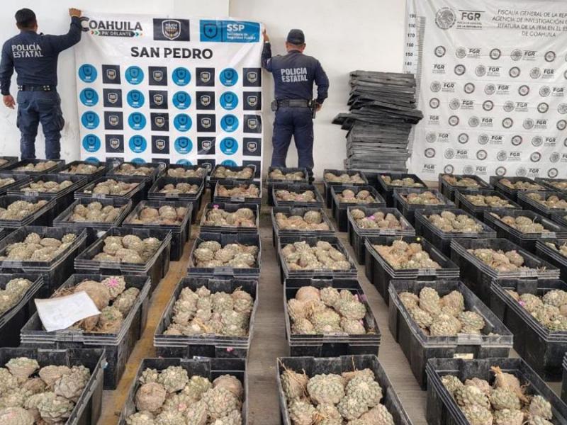 Aseguran 3 mil 300 cactáceas de peyote en San Pedro