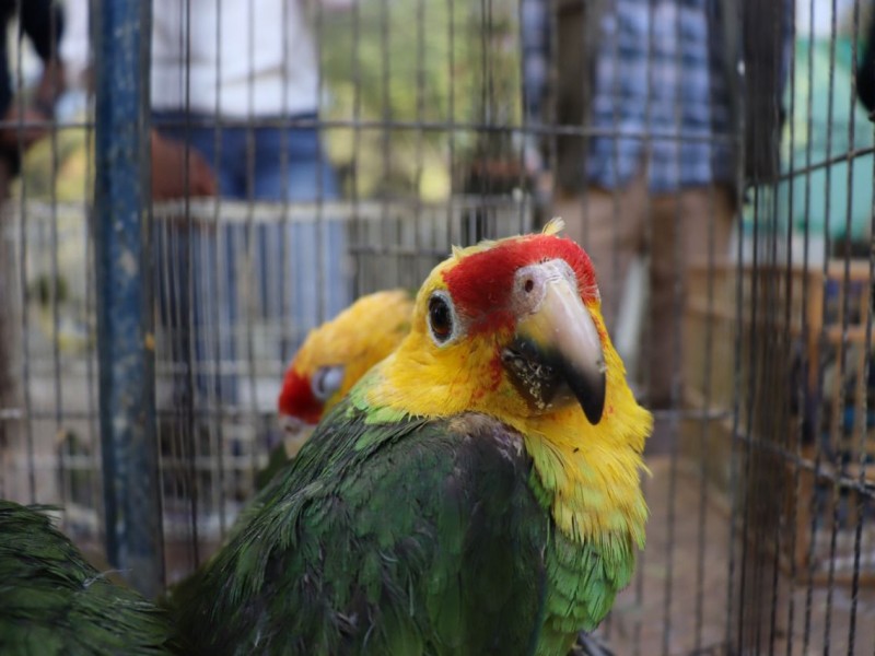 Aseguran 77 aves exóticas; las llevan al Zoológico de Morelia