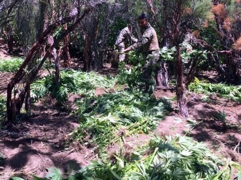 Aseguran 80 mil metros de marihuana