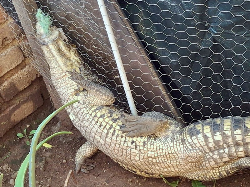 Aseguran a un ejemplar de cocodrilo en Tlajomulco
