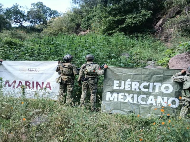 Aseguran armas y destruyen plantíos de marihuana en Nayarit