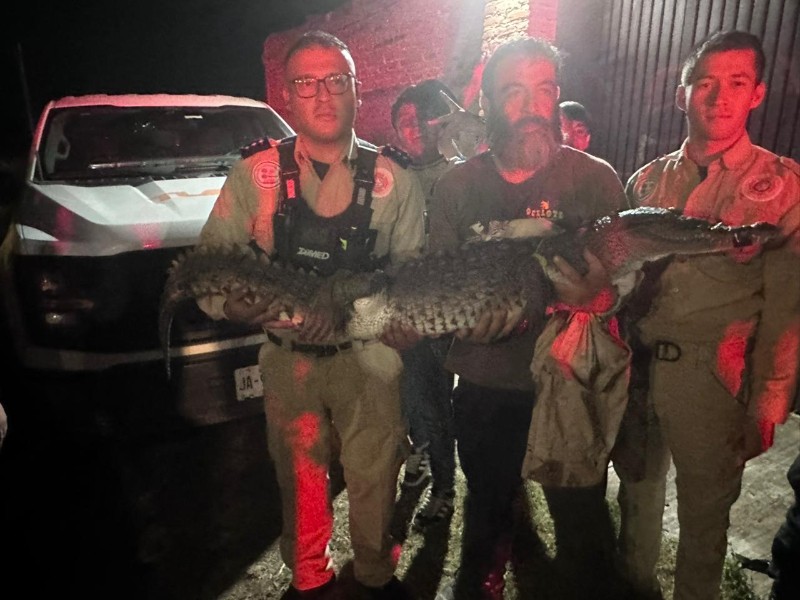 Aseguran cocodrilo en presa de Tonalá