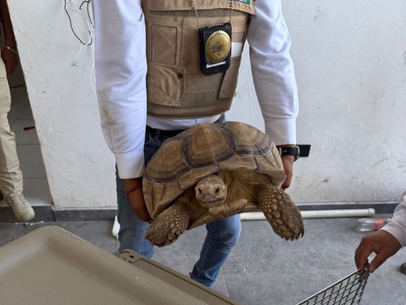 Aseguran drogas, armamento y animales en Ecuandureo