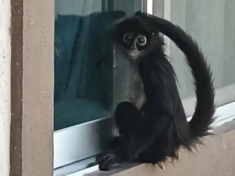 Aseguran ejemplar de mono araña en fraccionamiento de SJR
