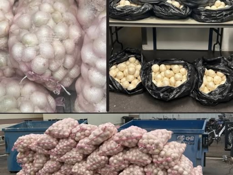 Aseguran en Arizona 180 kilos de metanfetamina en cebollas