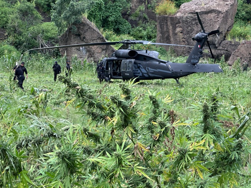 Aseguran en Hostotipaquillo sembradíos de marihuana valuados en 40 MDP