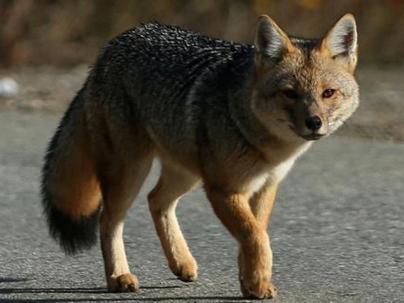 Aseguran en Perú un zorro criado como perro