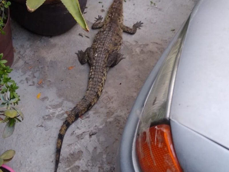 Aseguran en Zapopan un cocodrilo