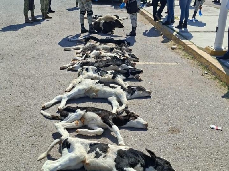 Aseguran ganado sin acreditar propiedad en filtro de Lerdo