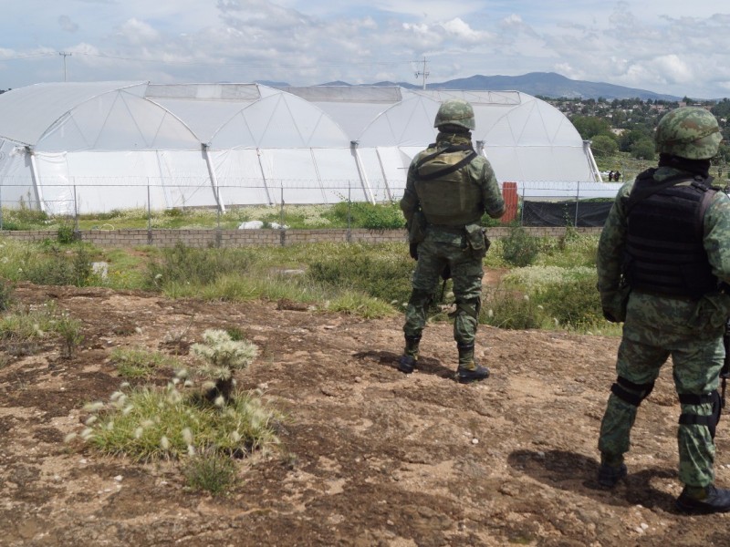 Aseguran invernadero de marihuana en Edomex