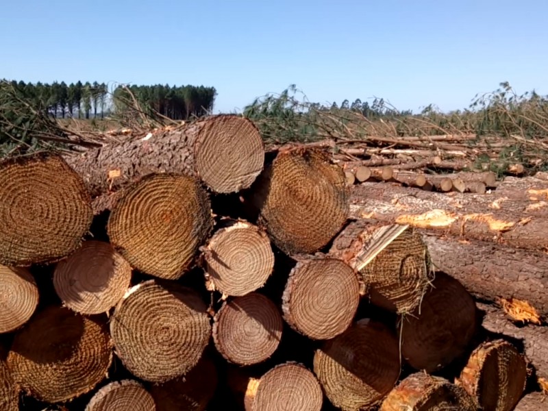 Aseguran madera ilegal en Ocampo