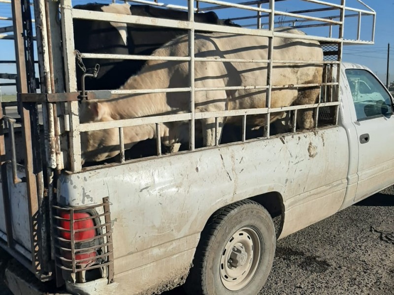 Aseguran más de 500 cabezas de ganado