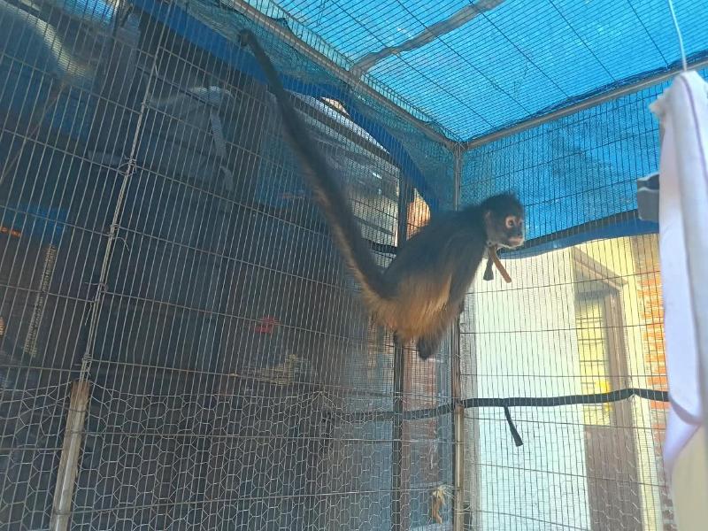 Aseguran mono araña en condiciones inadecuadas de cautiverio en Uruapan