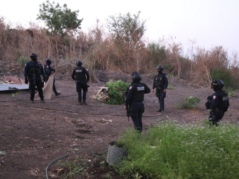 Aseguran plantio presuntamente marihuana en Monte Sierra en Culiacán