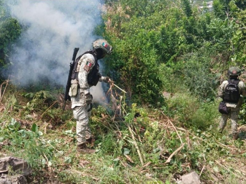 Aseguran plantios de marihuana y químicos en Culiacán, Cosalá, Mocorito y Elota