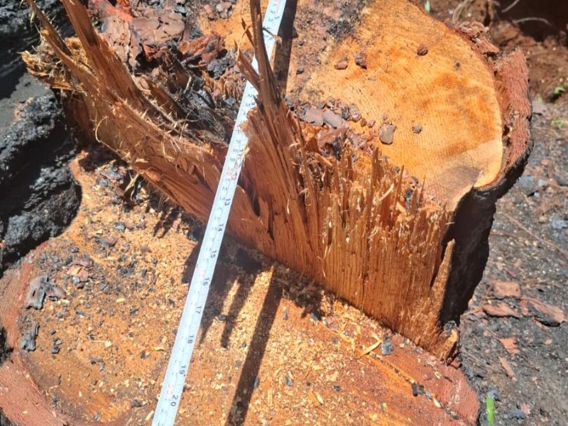 Aseguran predio con 34 mil m³ afectados por tala