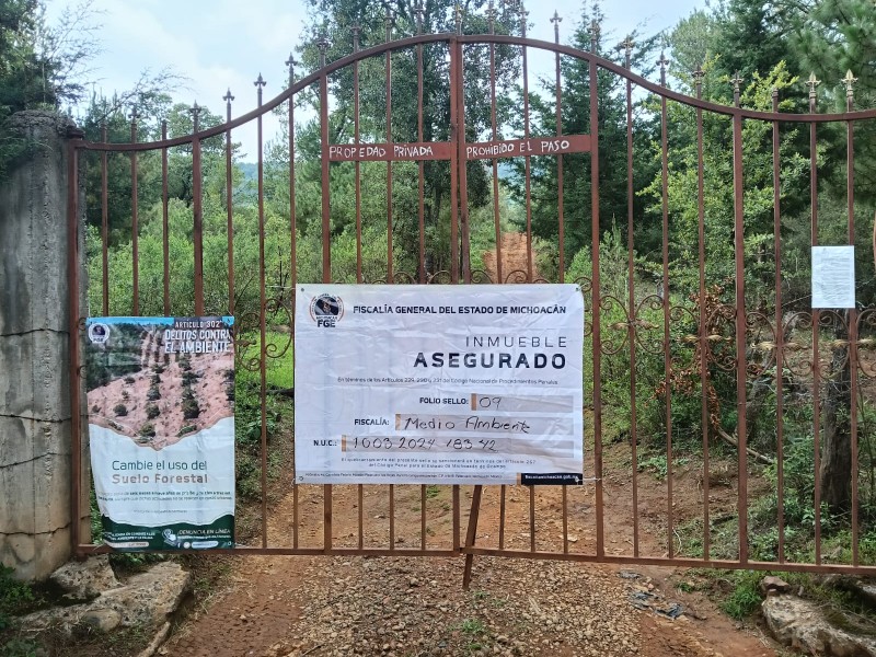 Aseguran predio en Erongarícuaro por plantación ilegal de aguacate
