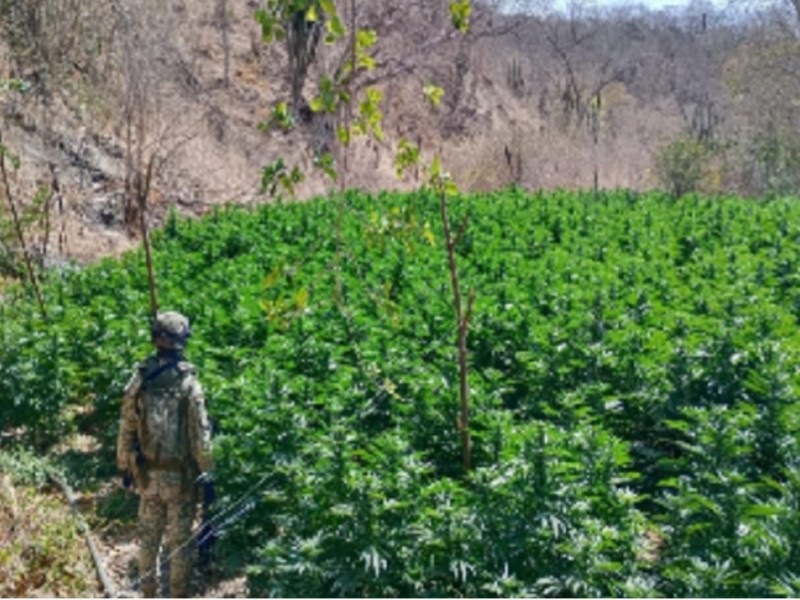 Aseguran químicos y destruyen plantío de marihuana en Cosalá