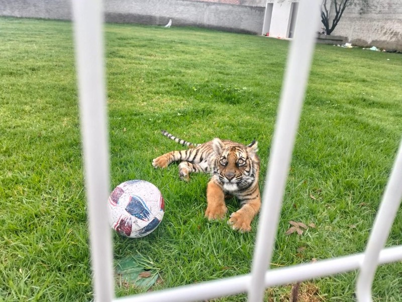 Aseguran tigre de Bengala en Villa Hidalgo