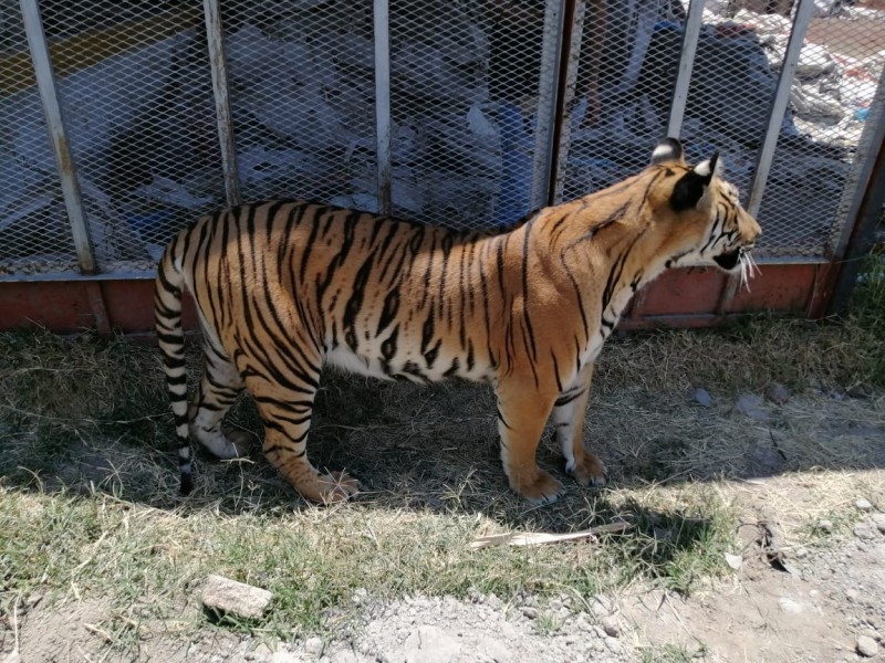 Aseguran tigre que se paseaba en la Guadalupana