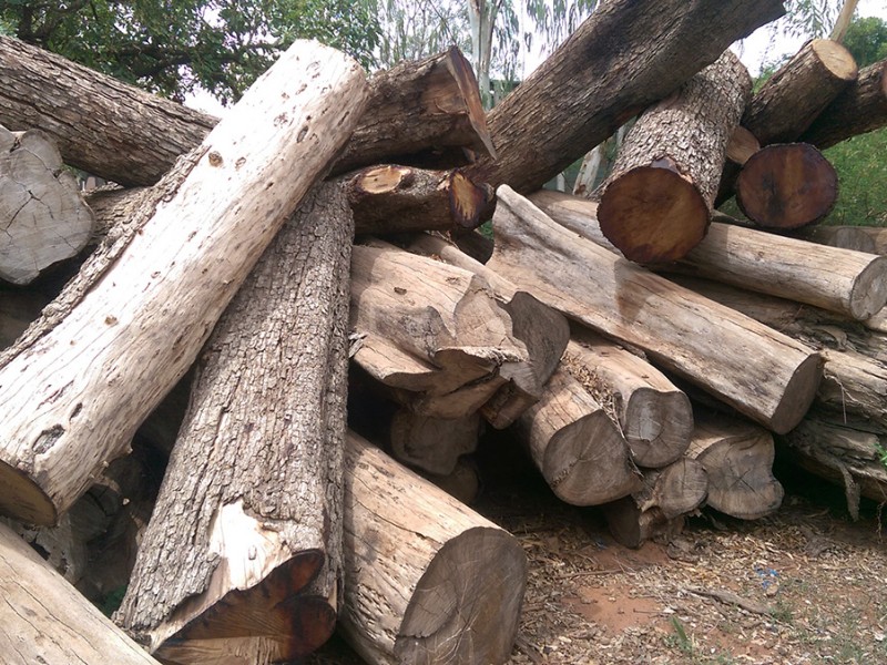 Aseguran troncos de presunta tala ilícita en Michoacán