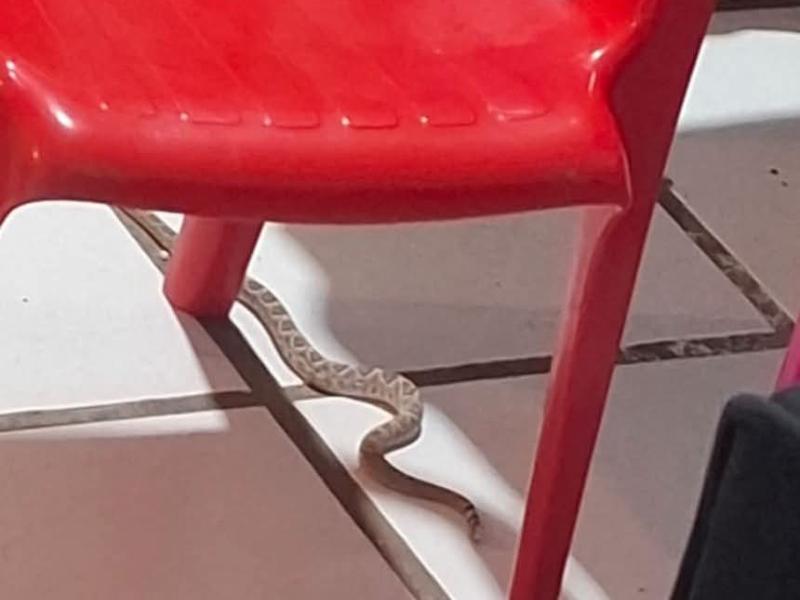 Aseguran una víbora de cascabel dentro de una vivienda en La Paz