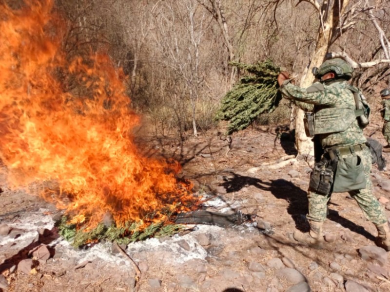 Aseguran y destruyen secadero de marihuana en Cosalá