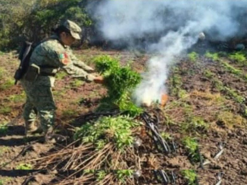 Aseguran y destruyen un plantío de marihuana en Culiacán
