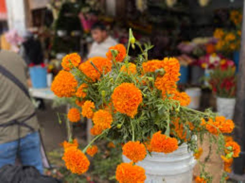 Asignan aproximadamente 560 espacios para comerciantes en día de muertos