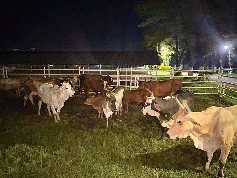 Asociación Ganadera Tuxpan avanza en la entrega de bovinos recuperados Asociación Ganadera Tuxpan avanza en la entrega de bovinos recuperados