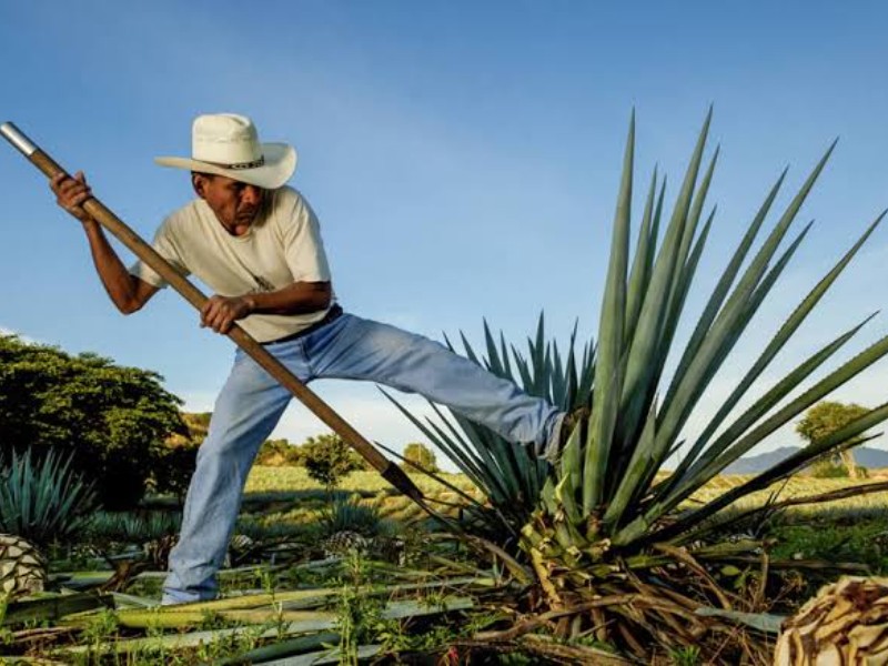 Asociación mezcalera señala que no hay indicios de extorsión directa al gremio