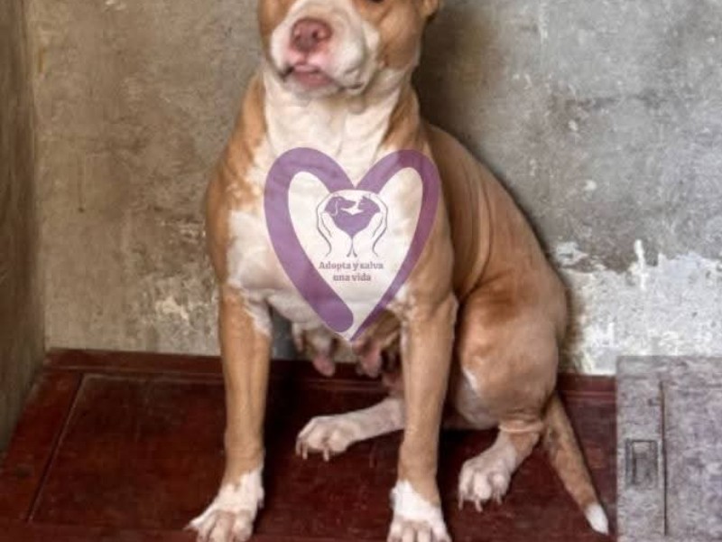 Asociación pide segunda oportunidad a perritos antes ser sacrificados