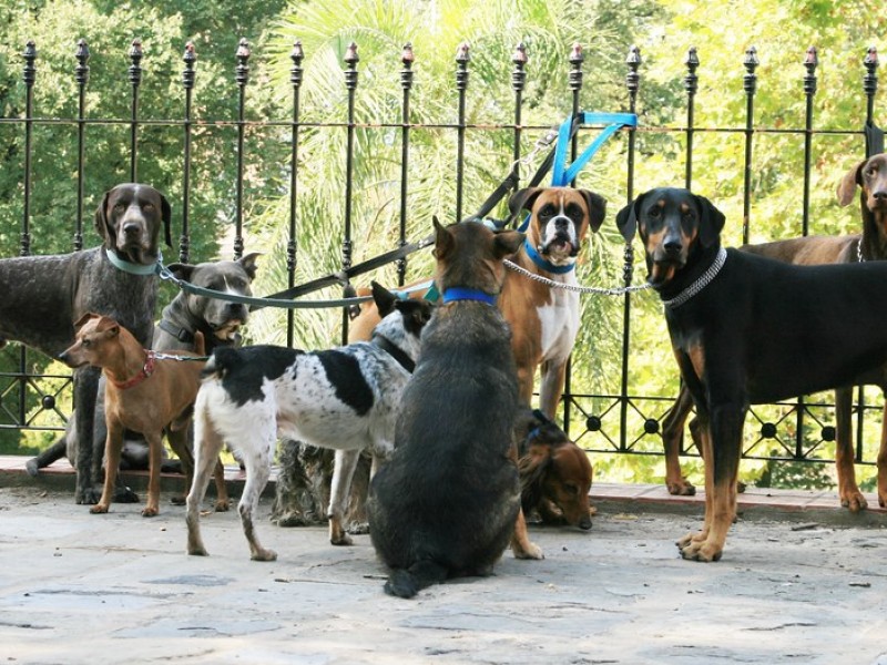 Asociacion buscan crear padrón de paseadores de perros en Querétaro