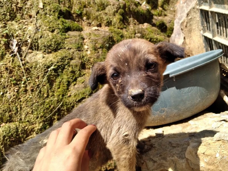 Asociaciones reprueban desempeño de gobierno en Agenda Animalista