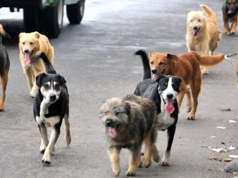 Asociaciones y rescatistas fomentan nueva cultura en el cuidado de animales