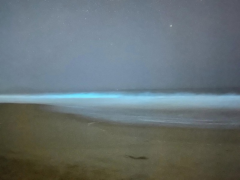 Asombra la bioluminiscencia en litorales de Zihuatanejo