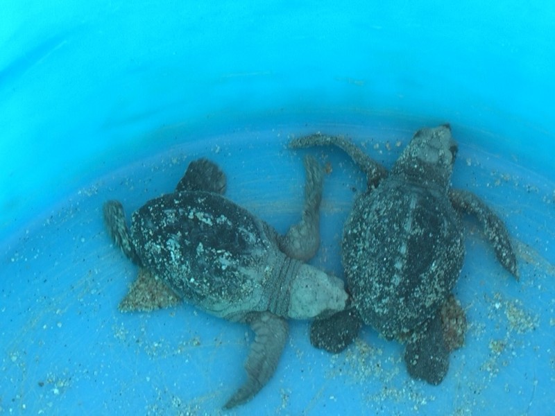 Asupmatoma pide vigilancia a los nidos de tortugas