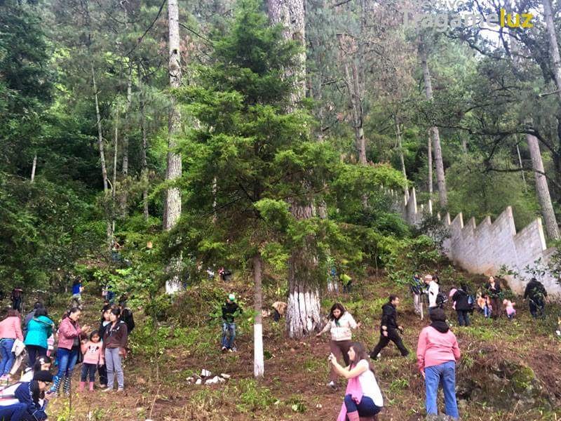 Atacan a vecinos que intentan reforestar en SCLC