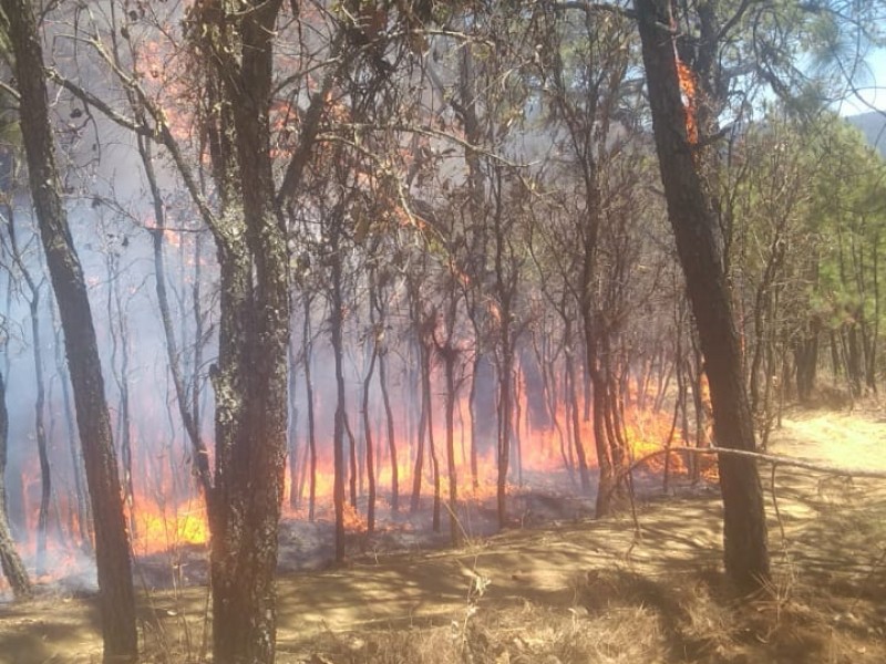 Atacan incendios forestales al Edomex